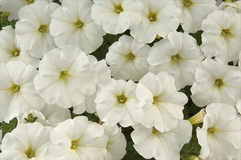 Photo de variété de fleurs à utiliser comme: Pot, patio, Suspension Petunia Sentunia® White