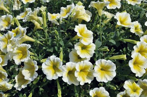 Photo de variété de fleurs à utiliser comme: Pot, patio, Suspension Petunia Sentunia® Yellow