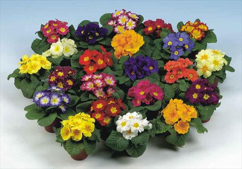 Photo de variété de fleurs à utiliser comme: Pot et Plante à massif Primula acaulis Rialto mix