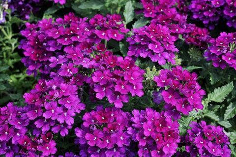 Photo de variété de fleurs à utiliser comme: Pot, patio, Suspension Verbena Eden® Deep Lilac