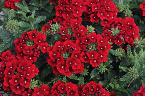Photo de variété de fleurs à utiliser comme: Pot, patio, Suspension Verbena Eden® Deep Red