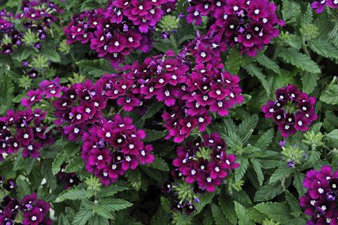 Photo de variété de fleurs à utiliser comme: Pot, patio, Suspension Verbena Eden® Purple with eye