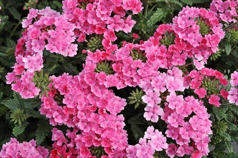Photo de variété de fleurs à utiliser comme: Pot, patio, Suspension Verbena Eden® Salmon Rose