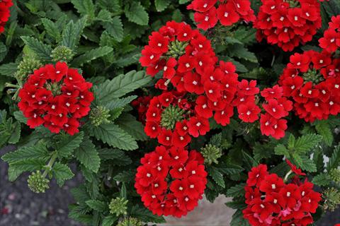 Photo de variété de fleurs à utiliser comme: Pot, patio, Suspension Verbena Eden® Scarlet