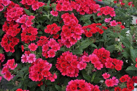Photo de variété de fleurs à utiliser comme: Pot, patio, Suspension Verbena Eden® Strawberry