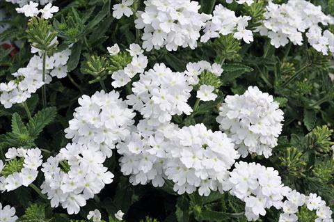 Photo de variété de fleurs à utiliser comme: Pot, patio, Suspension Verbena Eden® White