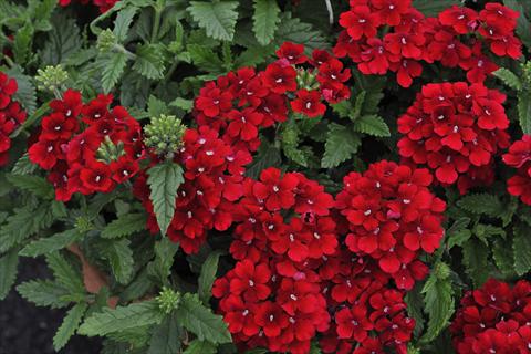 Photo de variété de fleurs à utiliser comme: Pot, patio, Suspension Verbena Shangri-la® Red