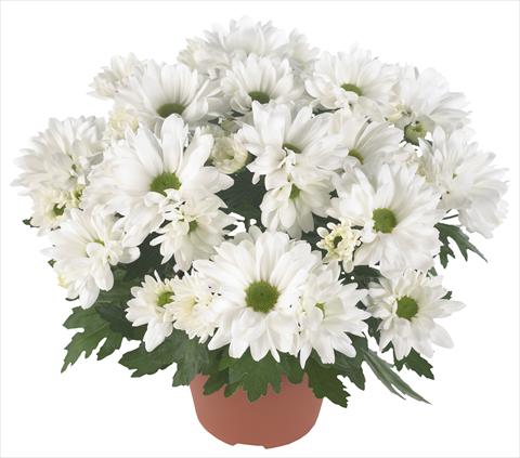 Photo de variété de fleurs à utiliser comme: Pot et Plante à massif Chrysanthemum Breeze Frost
