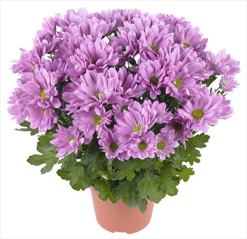Photo de variété de fleurs à utiliser comme: Pot et Plante à massif Chrysanthemum Breeze Rosy