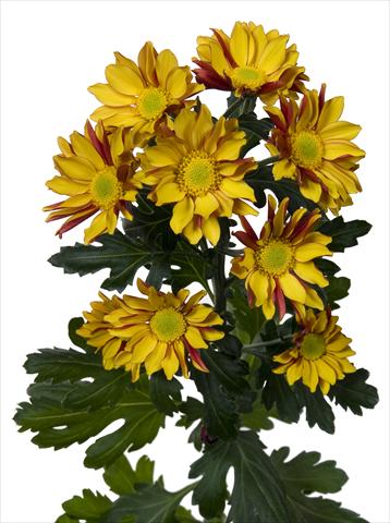 Photo de variété de fleurs à utiliser comme: Pot et Plante à massif Chrysanthemum Elegance