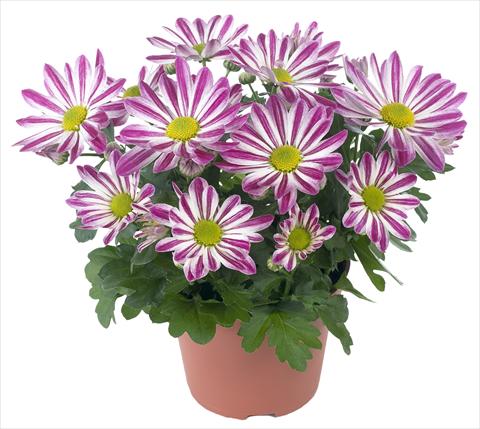 Photo de variété de fleurs à utiliser comme: Pot et Plante à massif Chrysanthemum Rainbow Candy