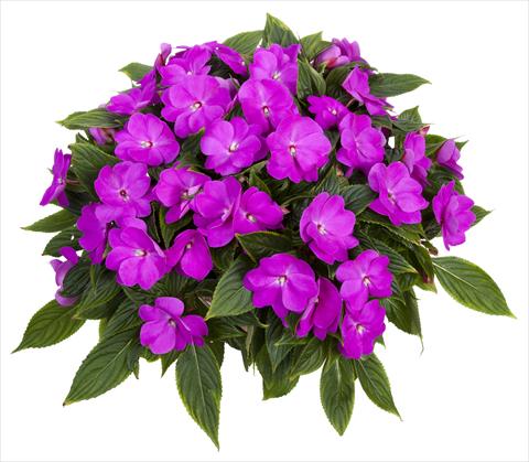 Photo de variété de fleurs à utiliser comme: Pot, Plante à massif, patio, Suspension Impatiens N. Guinea Tamarinda® Max Lavender