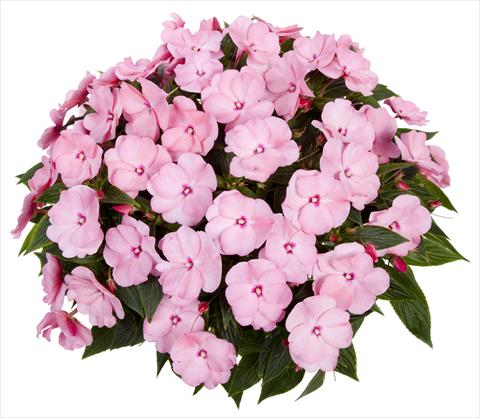 Photo de variété de fleurs à utiliser comme: Pot, Plante à massif, patio, Suspension Impatiens N. Guinea Tamarinda® Max Sweet Pink