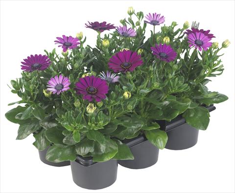 Photo de variété de fleurs à utiliser comme: Pot et Plante à massif Osteospermum Margarita Nano Purple
