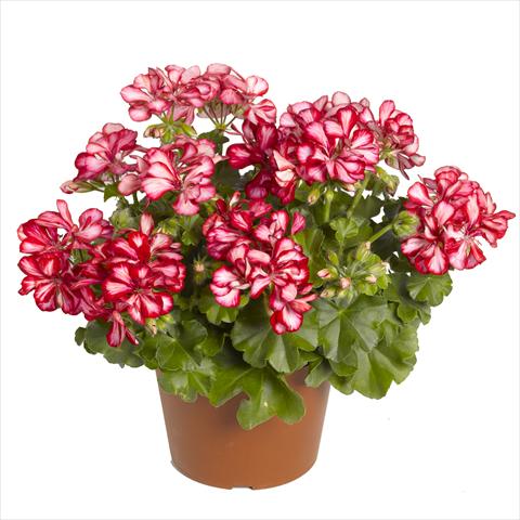 Photo de variété de fleurs à utiliser comme: Suspension / pot Pelargonium peltatum RED FOX Pacific Red Star