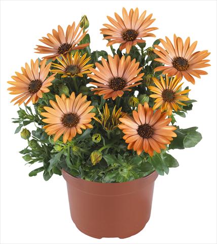 Photo de variété de fleurs à utiliser comme: Pot et Plante à massif Osteospermum Margarita Sepia