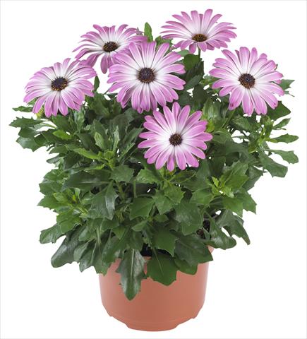 Photo de variété de fleurs à utiliser comme: Pot et Plante à massif Osteospermum Margarita Supreme Pink Bicolor