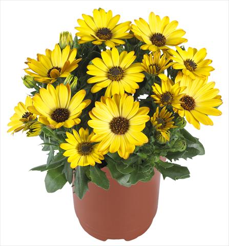 Photo de variété de fleurs à utiliser comme: Pot et Plante à massif Osteospermum Margarita Yellow Improved