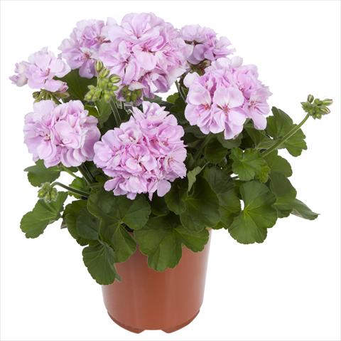 Photo de variété de fleurs à utiliser comme: Patio, pot Pelargonium interspecifico Belcanto