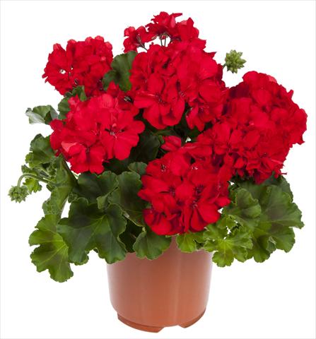 Photo de variété de fleurs à utiliser comme: Patio, pot Pelargonium interspecifico Mambo