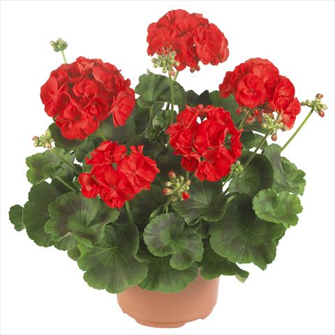 Photo de variété de fleurs à utiliser comme: Pot, Plante à massif, patio Pelargonium zonale Master Idols® Bright Red