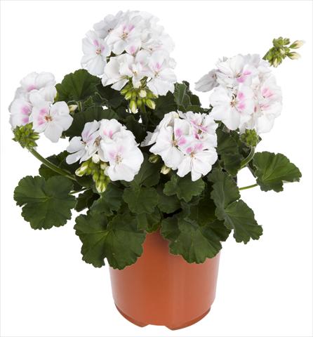 Photo de variété de fleurs à utiliser comme: Pot, Plante à massif, patio Pelargonium zonale Summer Idols® White Blush