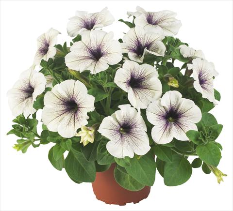 Photo de variété de fleurs à utiliser comme: Pot, Plante à massif, patio, Suspension Petunia Fortunia® Silver Vein