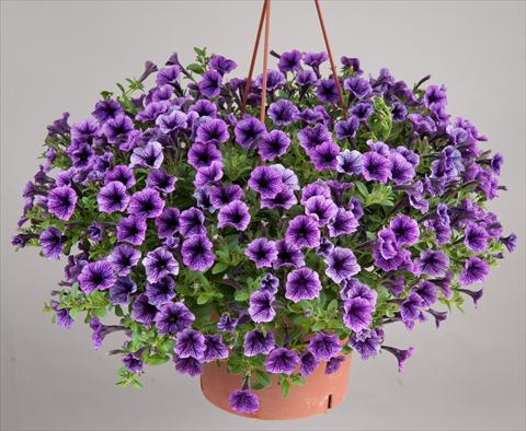 Photo de variété de fleurs à utiliser comme: Pot, patio, Suspension Petunia mini Perla® Blue Vein