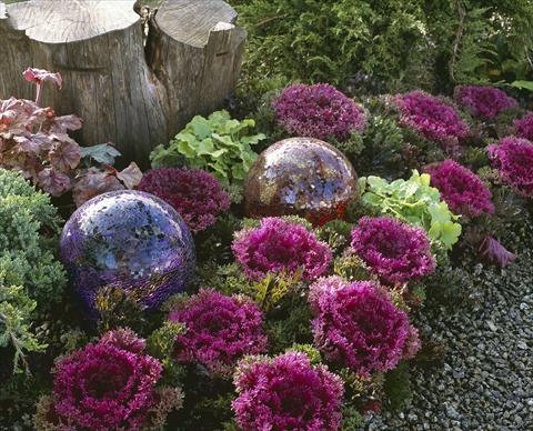 Photo de variété de fleurs à utiliser comme: Pot et Plante à massif Brassica oleracea Glamour Red