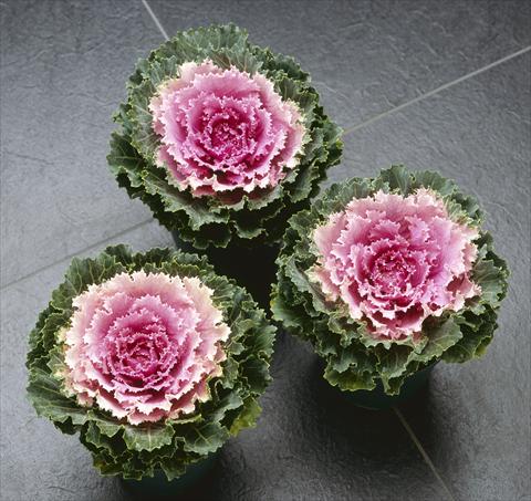 Photo de variété de fleurs à utiliser comme: Pot et Plante à massif Brassica oleracea Songbird Pink