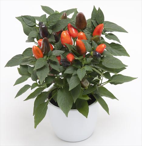 Photo de variété de fleurs à utiliser comme: Pot et Plante à massif Capsicum annuum Cubana Dark Orange