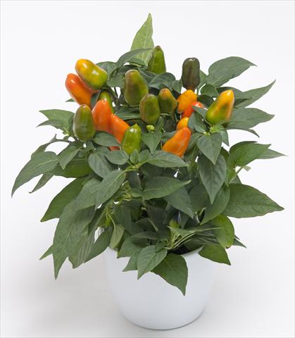 Photo de variété de fleurs à utiliser comme: Pot et Plante à massif Capsicum annuum Cubana Light Orange