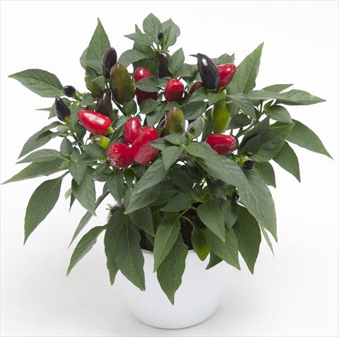 Photo de variété de fleurs à utiliser comme: Pot et Plante à massif Capsicum annuum Cubana Red