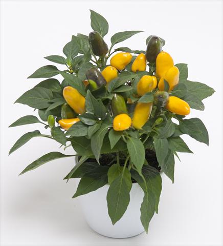 Photo de variété de fleurs à utiliser comme: Pot et Plante à massif Capsicum annuum Cubana Yellow