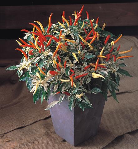 Photo de variété de fleurs à utiliser comme: Pot et Plante à massif Capsicum annuum Uchu