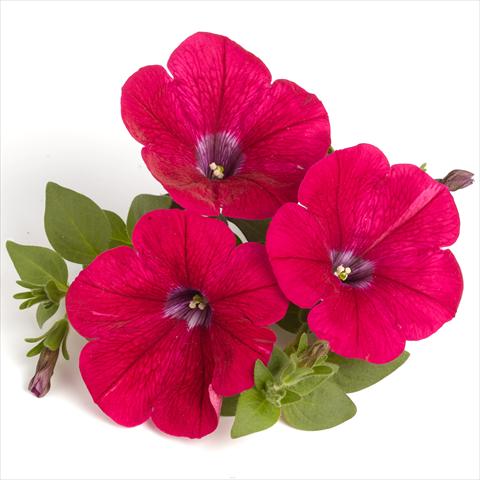 Photo de variété de fleurs à utiliser comme: Suspension / pot Petunia x hybrida RED FOX Surprise Neon