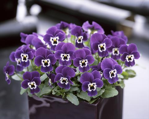 Photo de variété de fleurs à utiliser comme: Pot et Plante à massif Viola cornuta Floral Power Purple face