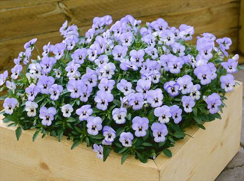 Photo de variété de fleurs à utiliser comme: Pot et Plante à massif Viola cornuta Floral Power Sky Blue Blotch
