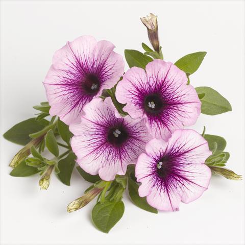 Photo de variété de fleurs à utiliser comme: Suspension / pot Petunia x hybrida RED FOX Sweetunia® Purple Vein