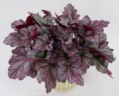 Photo de variété de fleurs à utiliser comme: Pot et Plante à massif Heuchera Kira Purple Rain Forest