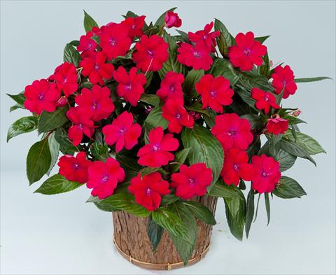 Photo de variété de fleurs à utiliser comme: Pot, Plante à massif, patio, Suspension Impatiens N. Guinea Sun Harmony® Magenta