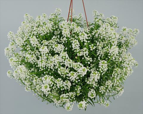 Photo de variété de fleurs à utiliser comme: Pot et Plante à massif Lobularia maritima Silver Stream™