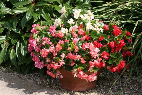 Photo de variété de fleurs à utiliser comme: Plante à massif, pot ou Suspension Begonia Fairyland Mixed