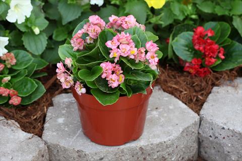 Photo de variété de fleurs à utiliser comme: Plante à massif, pot ou Suspension Begonia Fairyland Pink