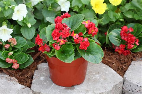Photo de variété de fleurs à utiliser comme: Plante à massif, pot ou Suspension Begonia Fairyland Red