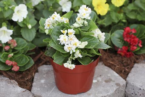 Photo de variété de fleurs à utiliser comme: Plante à massif, pot ou Suspension Begonia Fairyland White