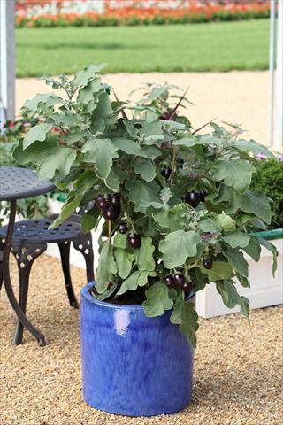 Photo de variété de fleurs à utiliser comme: Pot, Plante à massif, patio Solanum melongena (melanzana) Pot Black