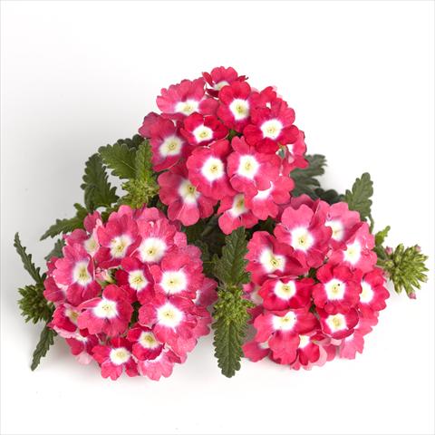 Photo de variété de fleurs à utiliser comme: Pot et Plante à massif Verbena RED FOX Empress Strawberry Charme
