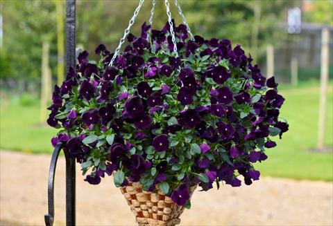 Photo de variété de fleurs à utiliser comme: Pot et Plante à massif Viola cornuta Freefall Deep Violet