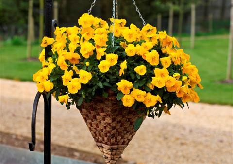 Photo de variété de fleurs à utiliser comme: Pot et Plante à massif Viola cornuta Freefall Golden Yellow